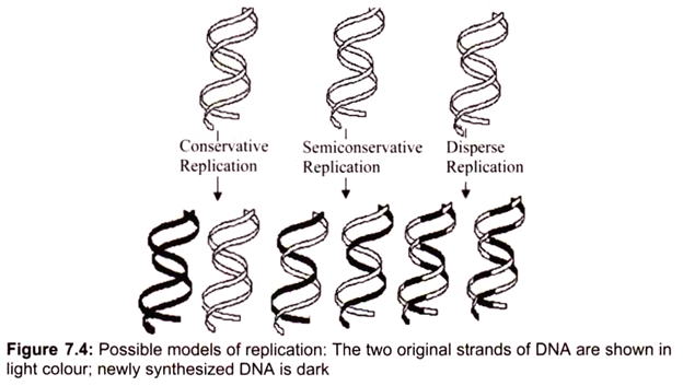 Possible Models of Replication