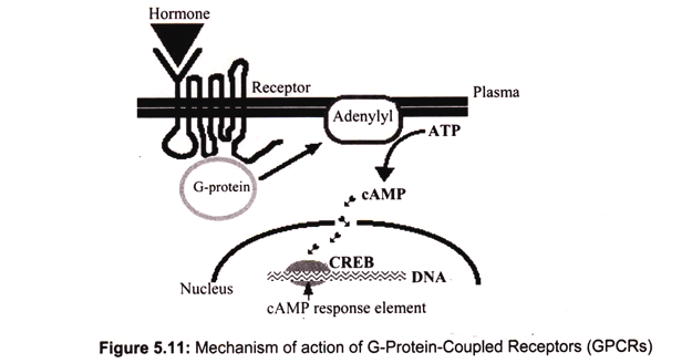 Mechanism of Action of G-Protein-Coupled Receptors (GPCRs)