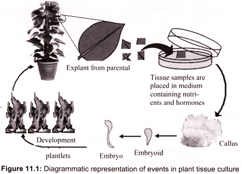 Diagrammatic Representation of Events in Plant Tissue Culture