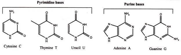 Pyrimidine and Purine Bases