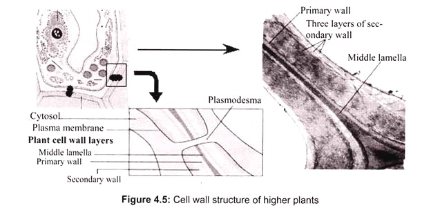 Cell Wall Structure of Higher Plants