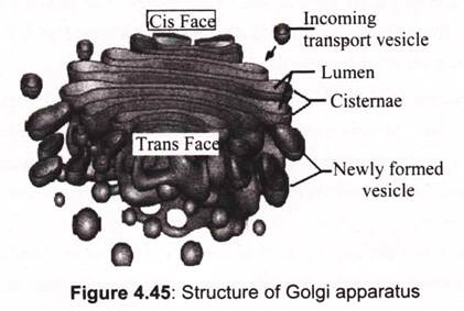 Structure of Golgi Apparatus