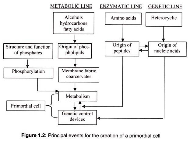 Principal Events for the Creation of a Primordial Cell