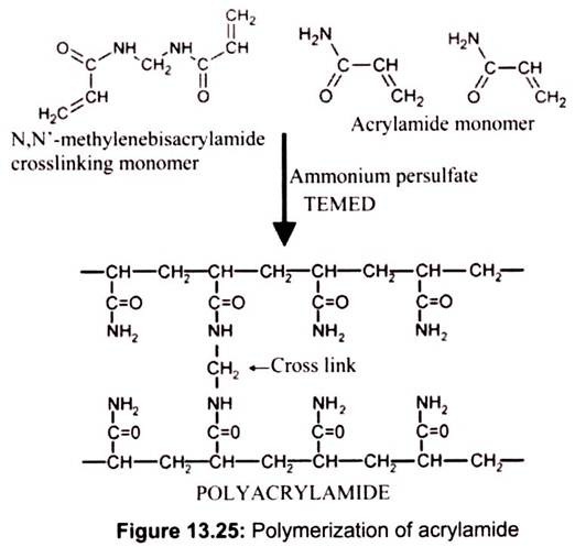 Polymerization of Acrylamide