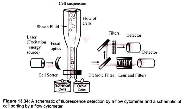 Schematic of Fluorescence Detection and Cell Sorting by a Flow Cytometer