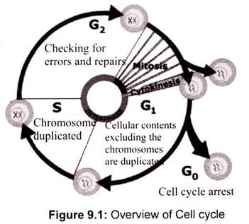 Overview of Cell Cycle