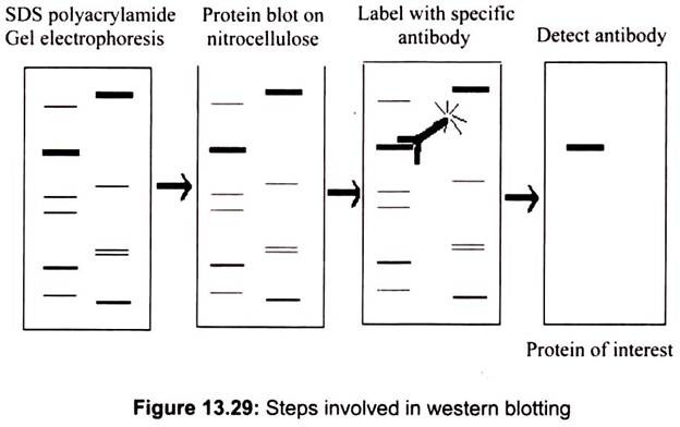 Steps Involved in Western Blotting
