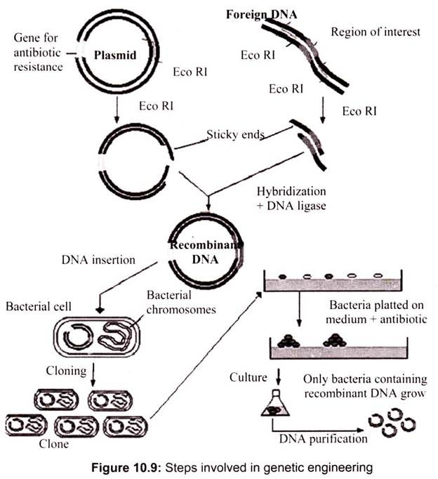 Steps Involved in Genetic Engineering