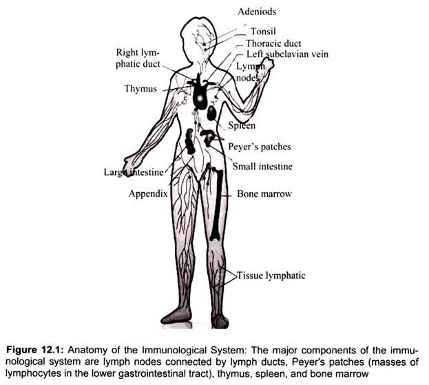 Anatomy of the Immunological System