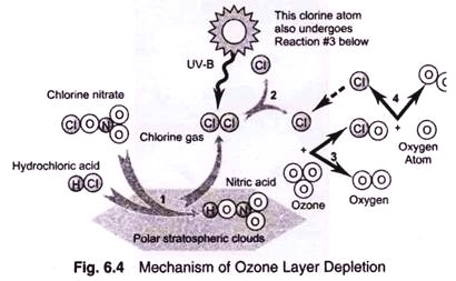 Mechanism of Ozone Layer Depletion