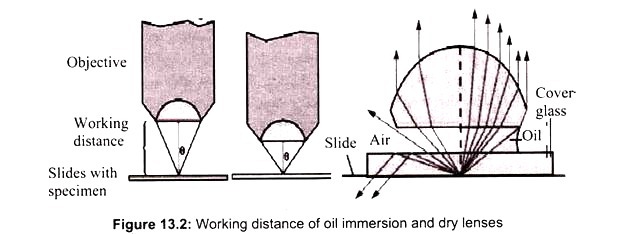 Working Distance of Oil Immersion and Dry Lenses