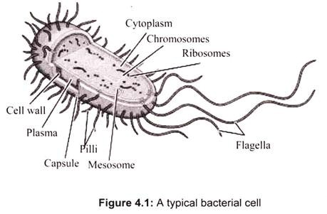 A Typical Bacterial Cell