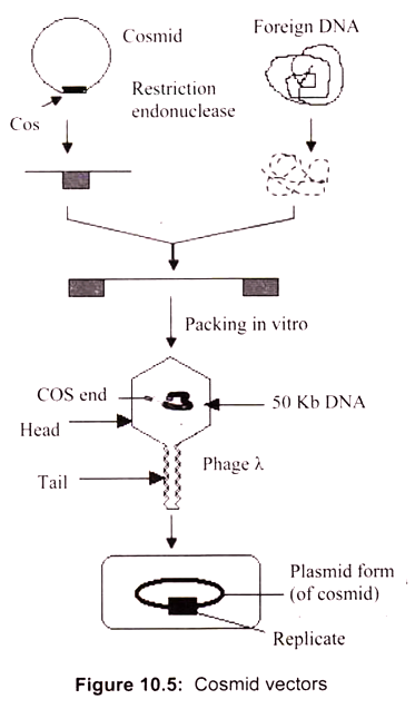 Cosmid Vectors