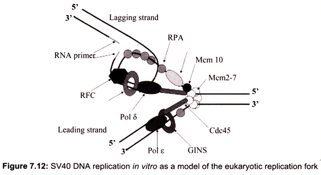SV40 DNA Replication in Vitro as a Model of the Eukaryotic Replication Fork
