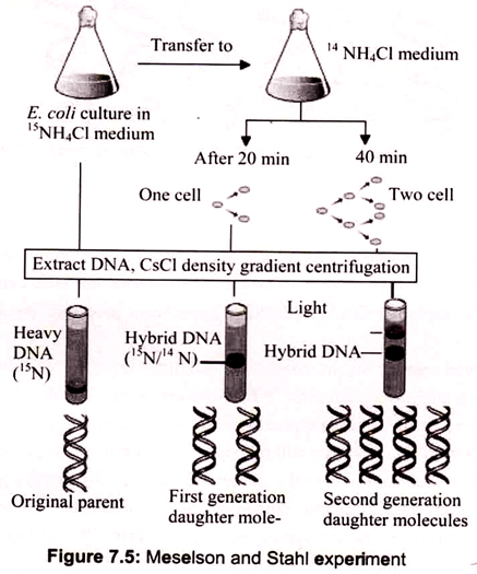 Meselson and Stahl Experiment