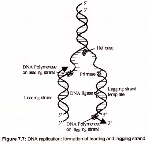 DNA Replication: Formation of Leading and Lagging Strand