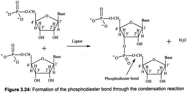 Formation of the Phosphodiester Bond through the Condensation Reaction
