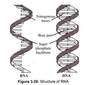 Structure of RNA