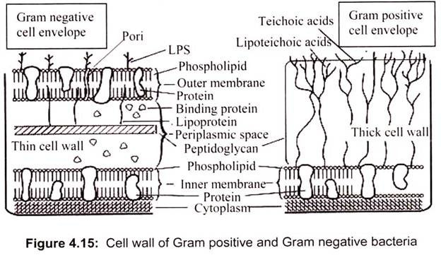 Cell Wall of Gram Positive and Gram Negative Bacteria