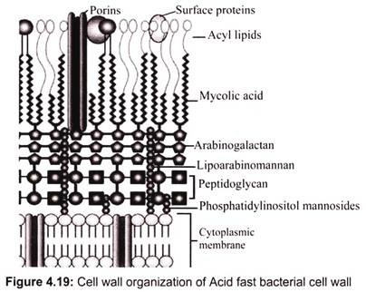 Cell Wall Organization of Acid Fast Bacterial Cell Wall
