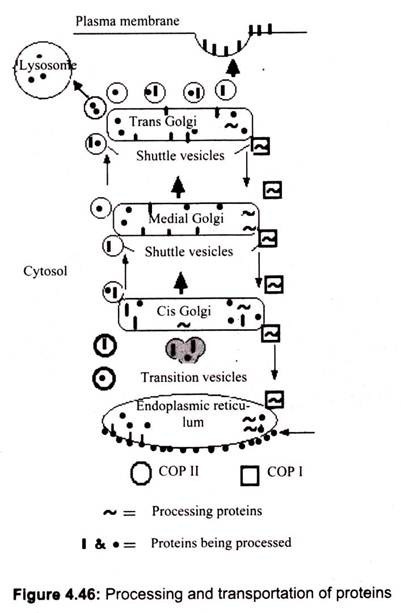 Processing and Transportation of Proteins