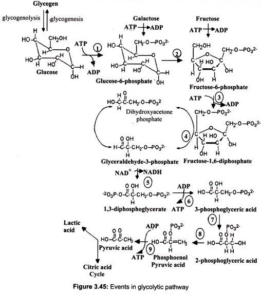 Events in Glycolytic Pathway