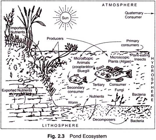 Pond Ecosystem