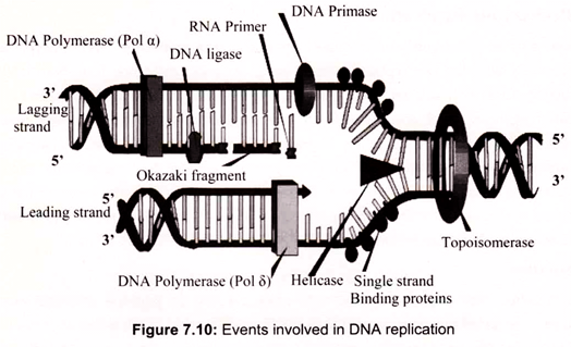 Events Involved in DNA Replication