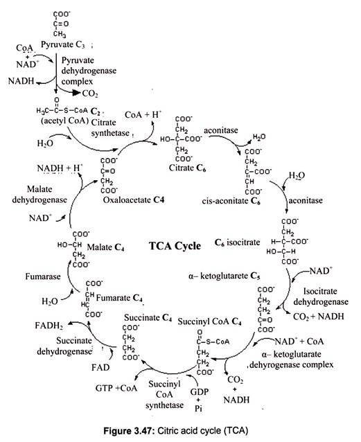 Citric Acid Cycle (TCA)