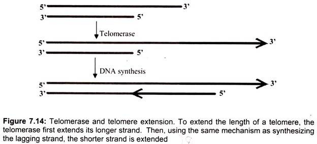 Telomerase and Telomere Extension