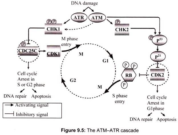 The ATM - ATR Cascade