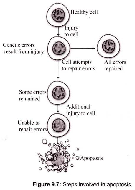 Steps Involved in Apoptosis