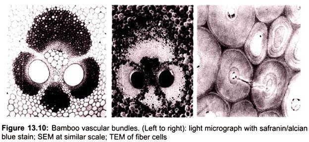 Bamboo Vascular Bundles