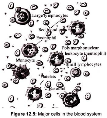 Major Cells in the Blood System