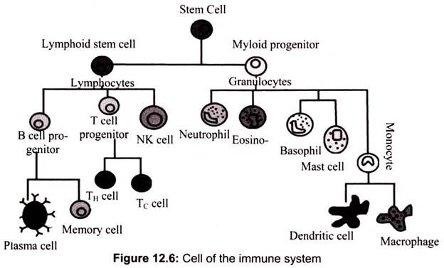 Cell of the Immune System