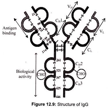 Structure of IgG