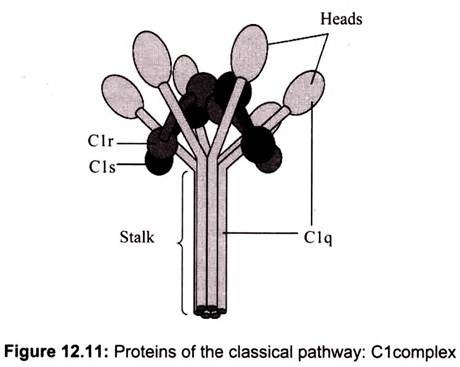Proteins of the Classical Pathway: C1 Complex