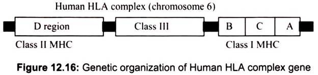 Genetic Organization of Human HLA Complex Gene