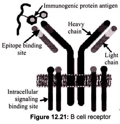 B Cell Receptor