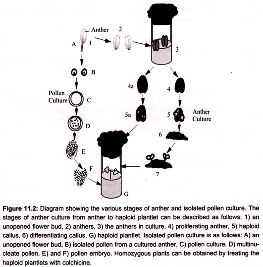 Diagram Showing the Various Stages of Anther and Isolated Pollen Culture