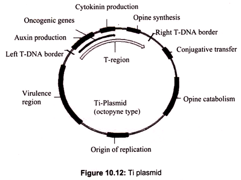 Ti Plasmid