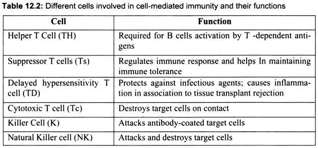 Different Cells Involved in Cell- Mediated Immunity and their Functions