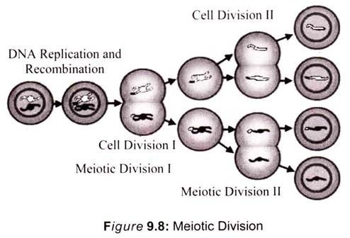 Meiotic Division