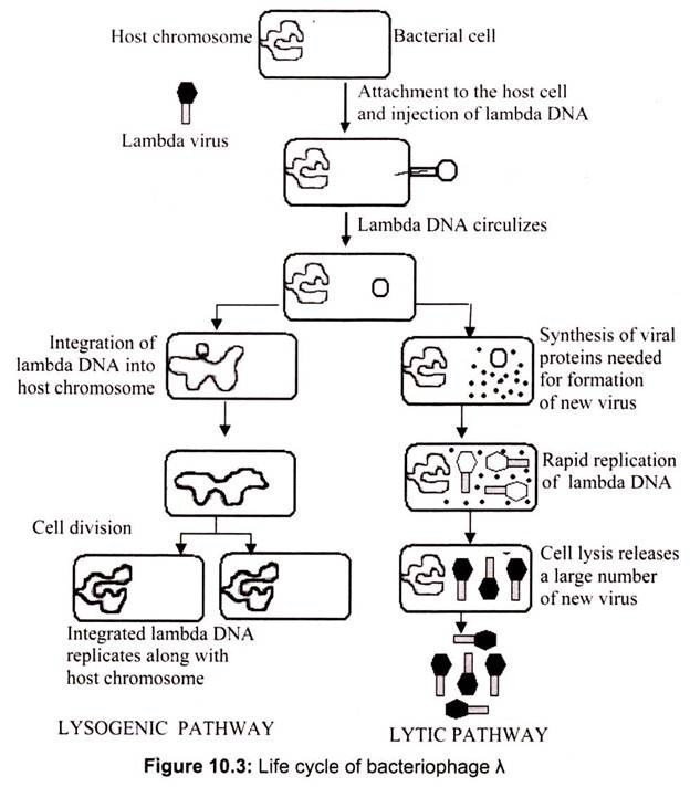 Life Cycle of Bacteriophage λ
