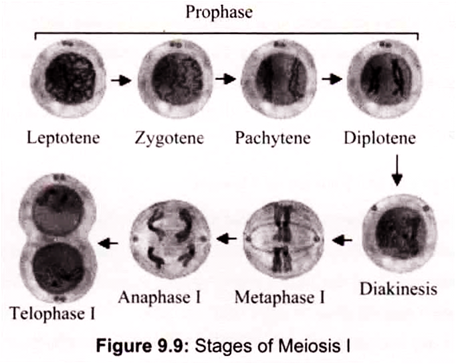 Stages of Meiosis