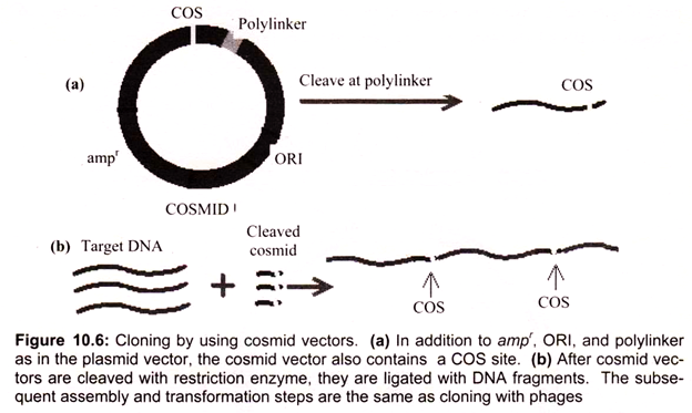 Cloning by Using Cosmid Vectors