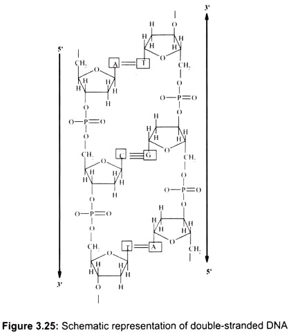 Schematic Representation of Double-Standard DNA