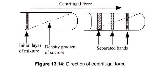 Direction of Centrifugal Force