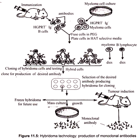 Hybridoma Technology: Production of Monoclonal Antibodies
