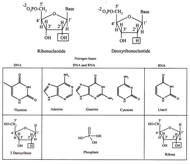 Formation of Nucleotide